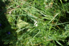 Achillea impatiens