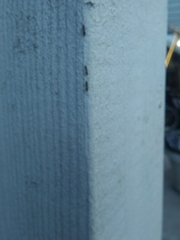 Formicidae