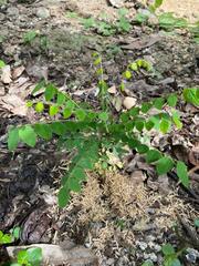 Averrhoa carambola
