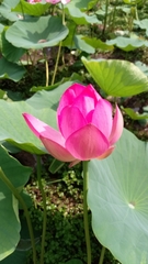 Nelumbo nucifera