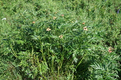 Paeonia anomala