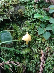 Entoloma murrayi