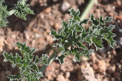 Apodanthera undulata