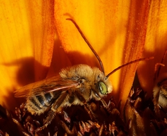 Melissodes agilis