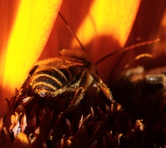 Melissodes agilis