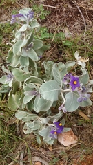 Solanum lasiophyllum