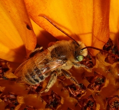 Melissodes agilis