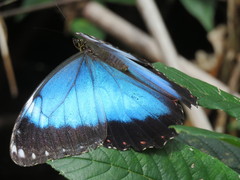 Morpho helenor achillaena