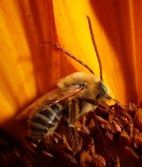 Melissodes agilis