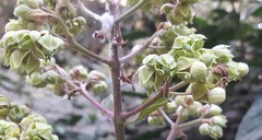 Clerodendrum infortunatum