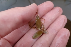 Potamogeton spirillus