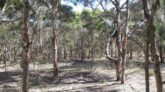 Melaleuca irbyana
