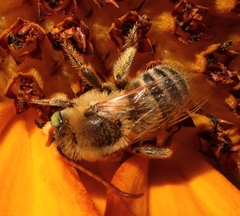 Melissodes agilis