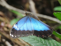 Morpho helenor achillaena