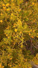 Phyllodineae