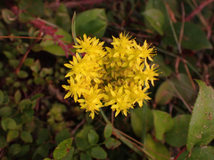 Petrosedum forsterianum