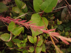 Petrosedum forsterianum