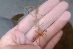 Potamogeton spirillus