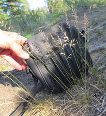Festuca saximontana