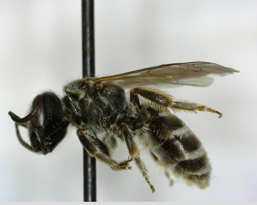 iNaturalist observation photo of Tripartite Sweat Bee