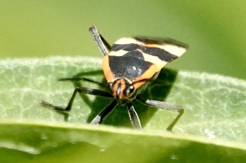 Large Milkweed Bug photographed in Virginia