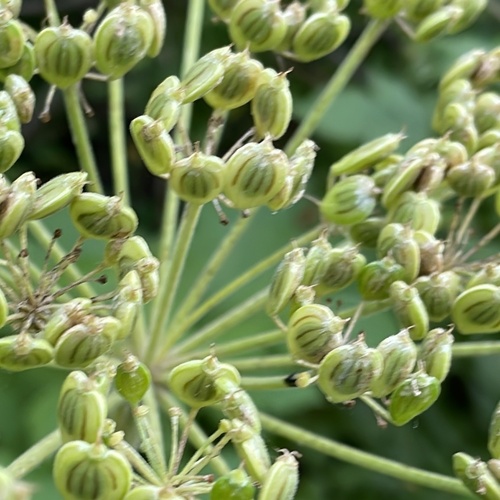 common cowparsnip