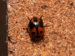 Diaperis maculata