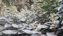 Clerodendrum infortunatum