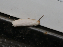 Crambidia xanthocorpa