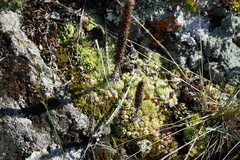 Orostachys spinosa