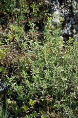 Ziziphora clinopodioides