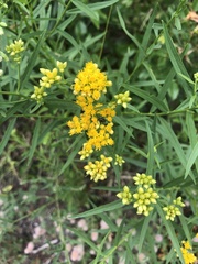 Media resource of Euthamia graminifolia