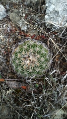 Coryphantha retusa