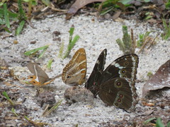 Morpho helenor achillaena