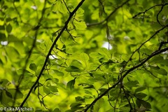 Crataegus punctata