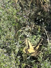 Papilio machaon oregonius