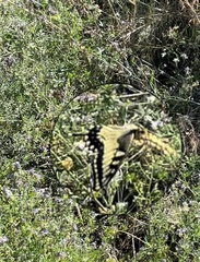 Papilio machaon oregonius