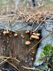 Anthracophyllum