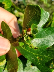 Andricus foliaformis