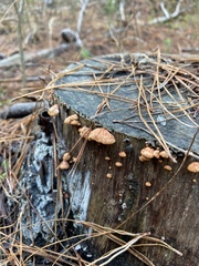 Anthracophyllum