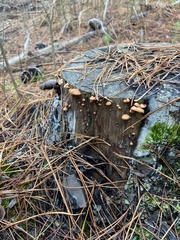Anthracophyllum