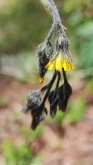 Hieracium mexicanum