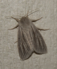 Mythimna pudorina