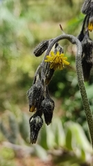Hieracium mexicanum