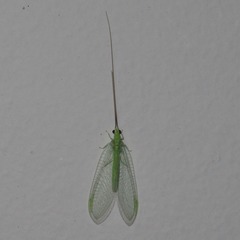 Chrysopa nigricornis