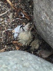 Dasymutilla sackenii