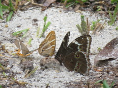 Morpho helenor achillaena