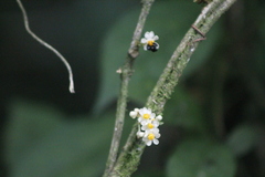 Paullinia