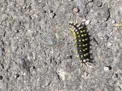 Colobura dirce