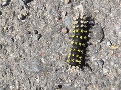 Colobura dirce